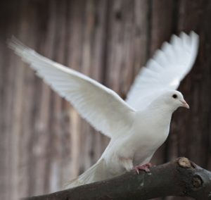 Funeral Service in Anfield