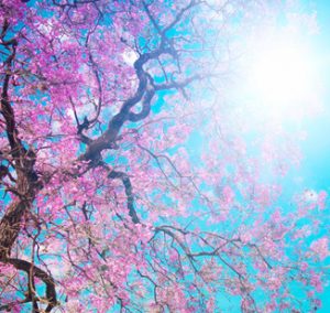 Funeral Service in West Derby