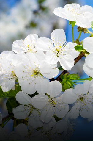 Funeral Arrangements in Seaforth