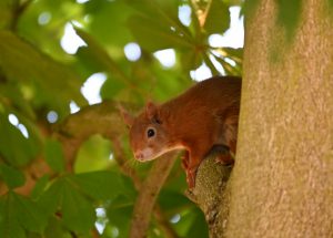 Bespoke Funerals near Anfield, Arranged with Help and Guidance