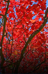 Non-Religious Funerals near Netherton &#8211; Let us Assist